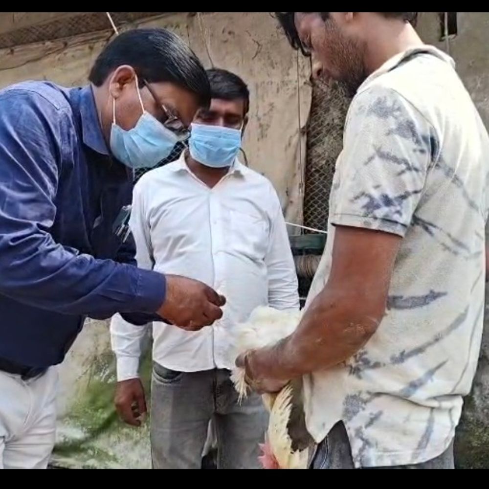 नेपाल में बर्ड फ्लू का खतरा:महराजगंज प्रशासन अलर्ट, सीमावर्ती पोल्ट्री फार्मों पर सैंपलिंग के निर्देश