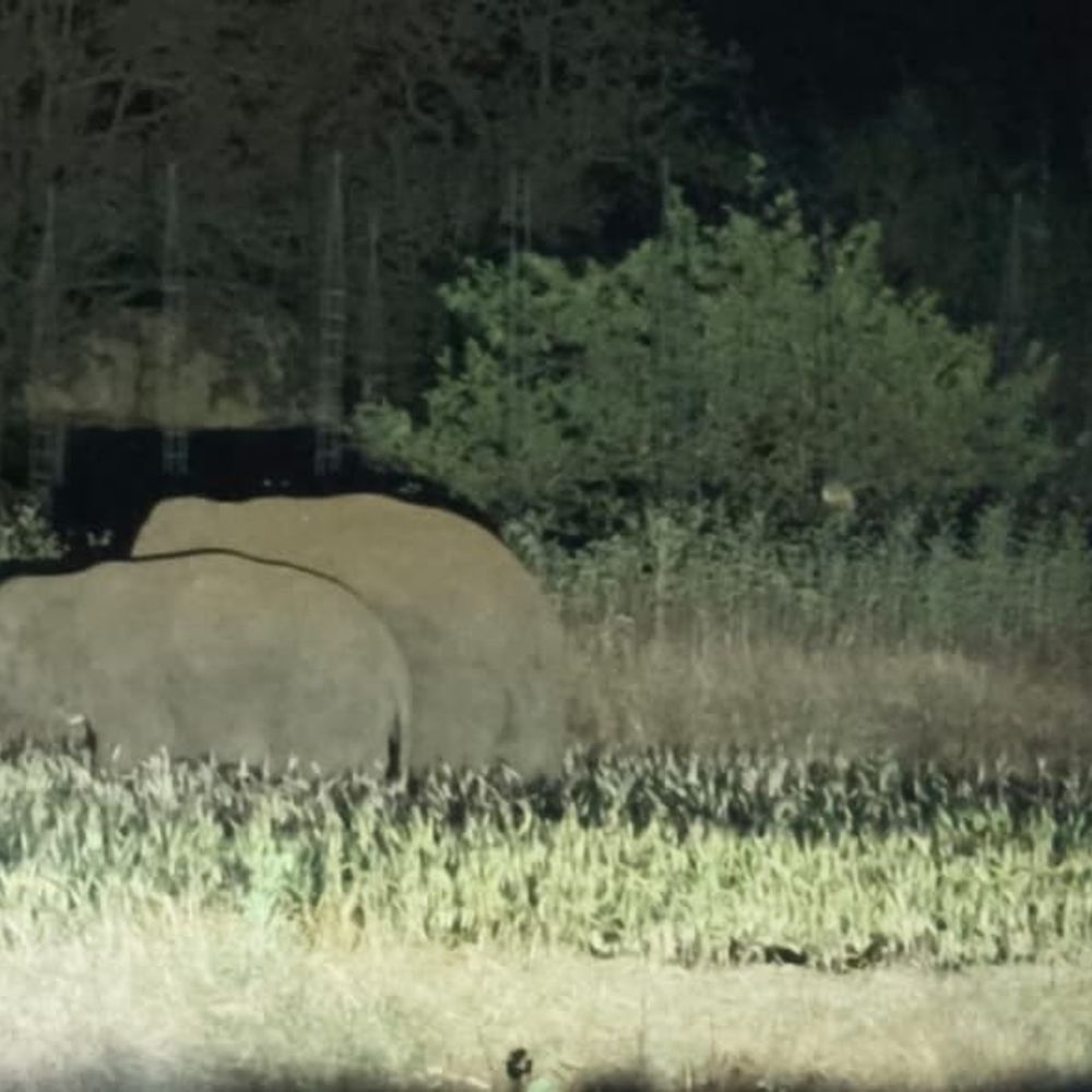 डिंडोरी में हाथियों ने फसल बर्बाद की:दो किसानों के खेत में नुकसान, रैपिड रिस्पांस टीम करेगी निगरानी