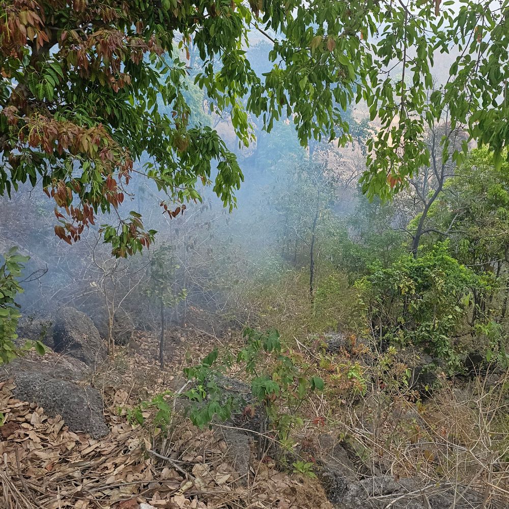 मरवाही वनमंडल के जंगलों में भीषण आग लगी:  वन विभाग के कर्मचारी नदारद, वन्यजीवों को खतरा – Gaurela News
