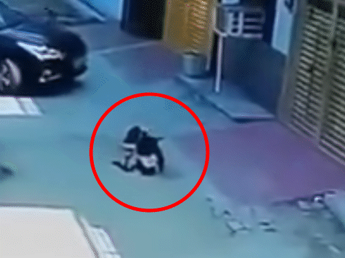 लखनऊ में गली में बैठे बछड़े पर चढ़ाई कार, CCTV:तेजी से रौंदते हुए निकला; दो बार पलटते हुए उलटा हो गया गोवंश, खाना छोड़ा