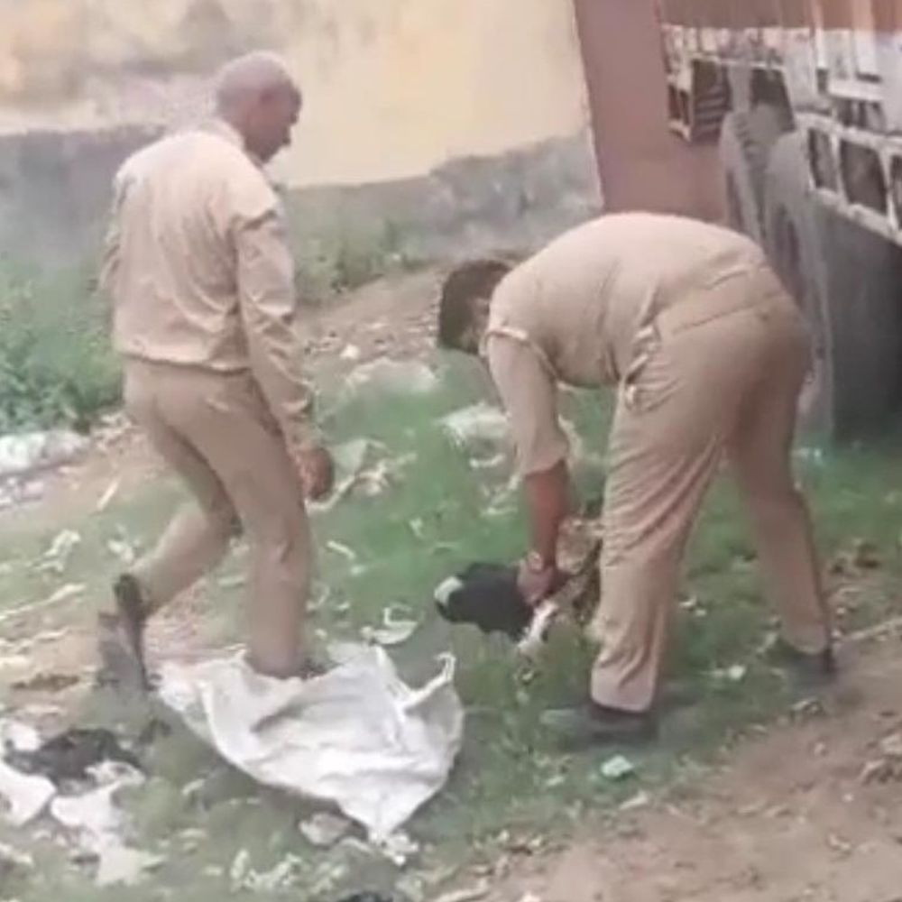 संभल में गौवंश अवशेष मिलने पर हंगामा:विहिप-बजरंग दल ने कार्रवाई की मांग की, पुलिस ने अवशेष पोस्टमार्टम को भेजे