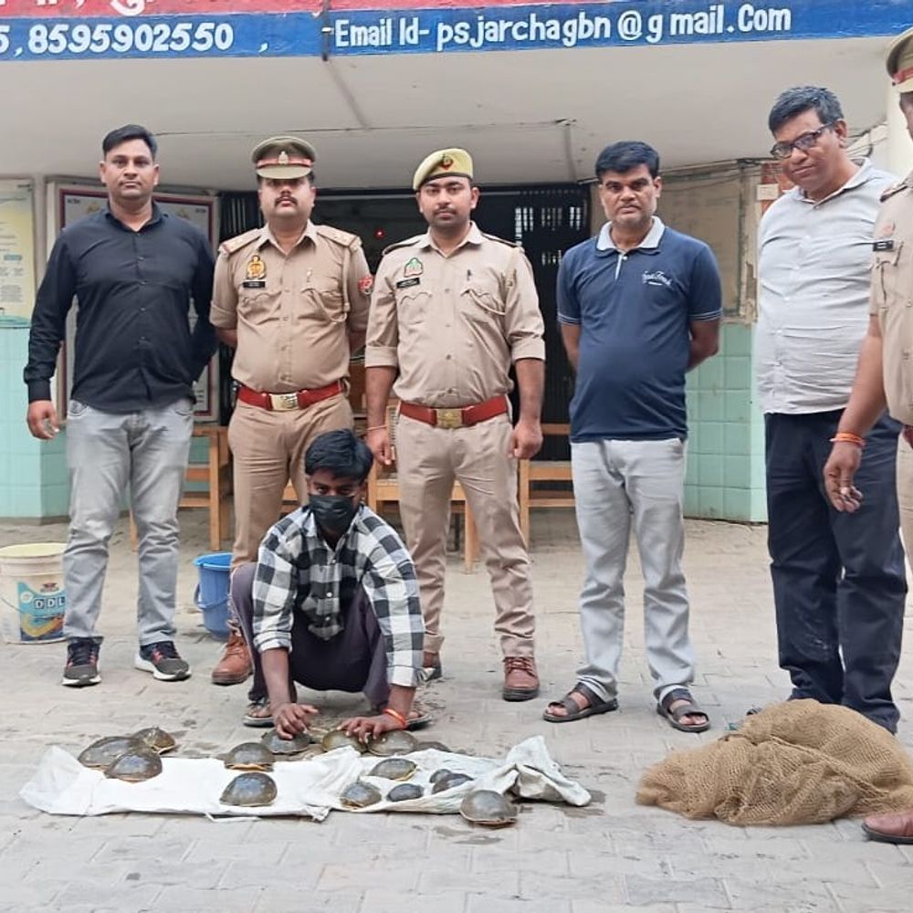 ग्रेटर नोएडा में 16 प्रतिबंधित कछुए बरामद:तस्कर गिरफ्तार, दिल्ली में होनी थी सप्लाई