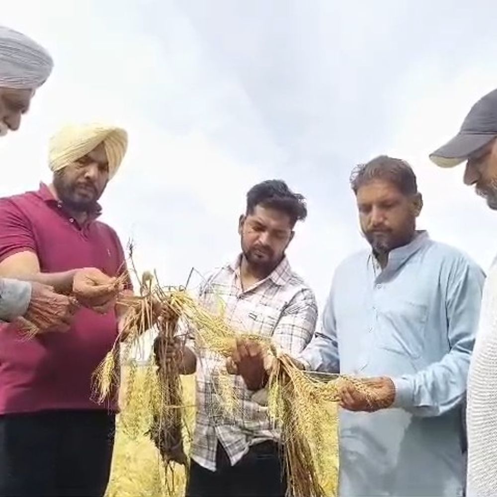 बठिंडा में बारिश और ओलावृष्टि से फसलें बर्बाद:  किसानों ने की मुआवजे की मांग, गेहूं खरीद नियमों में बदलाव की अपील – Bathinda News