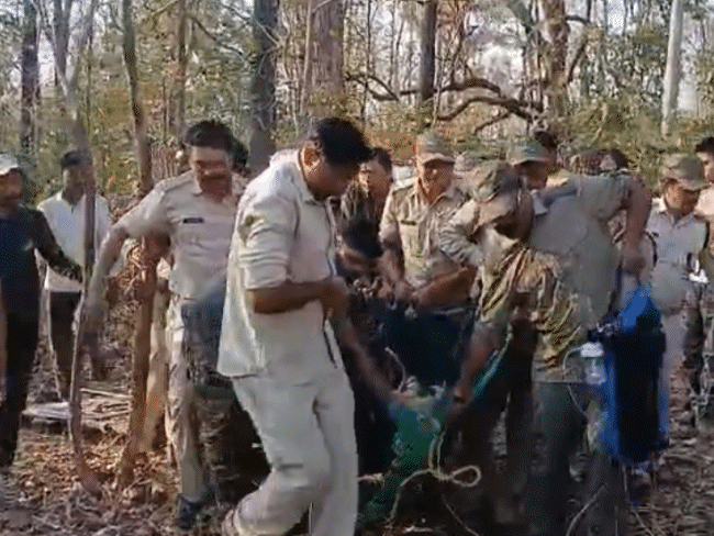 एसटीआर से बाहर निकले बाघ का तीसरे दिन रेस्क्यू:पिंजरा और जाल फेल; 40 लोगों की टीम ने बेहोश कर पकड़ा