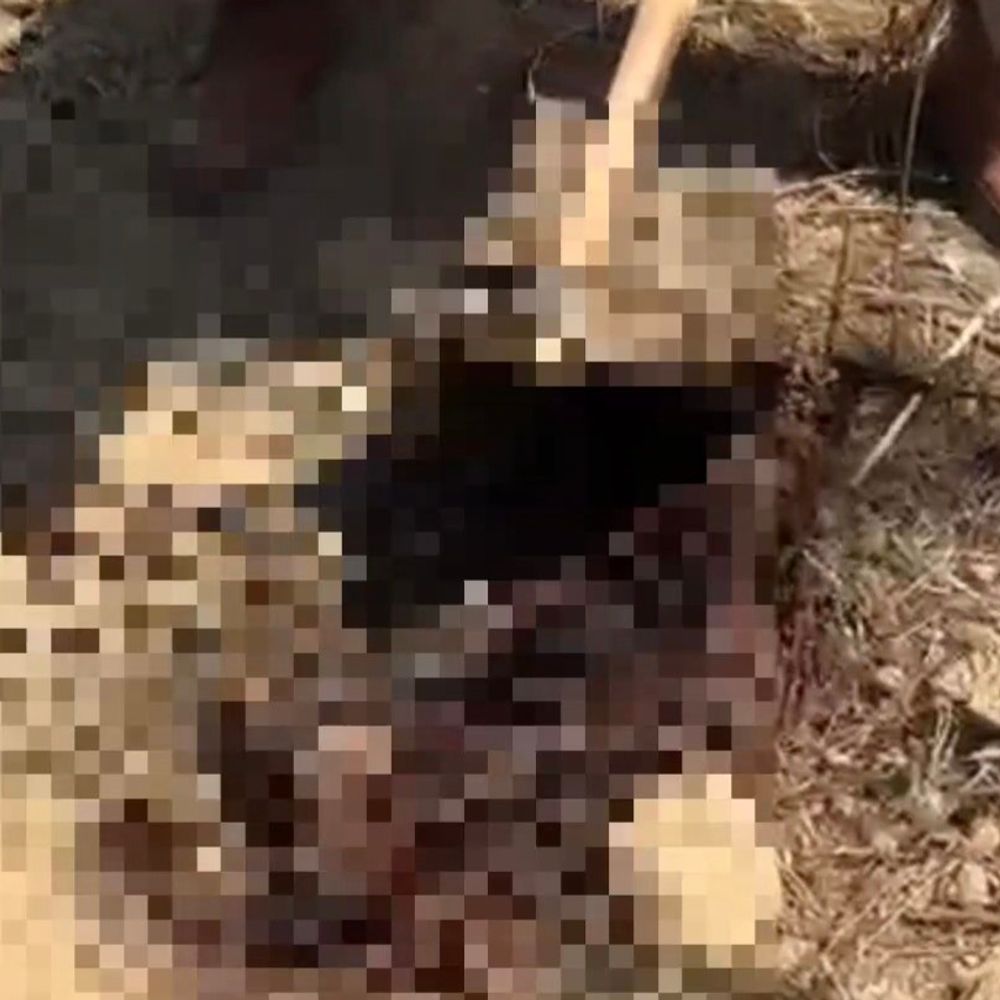 बदायूं के जंगल में मिला खून और अवशेष:गोवध की जताई जा रही आशंका, पुलिस ने सैंपल लेकर जांच को भेजा