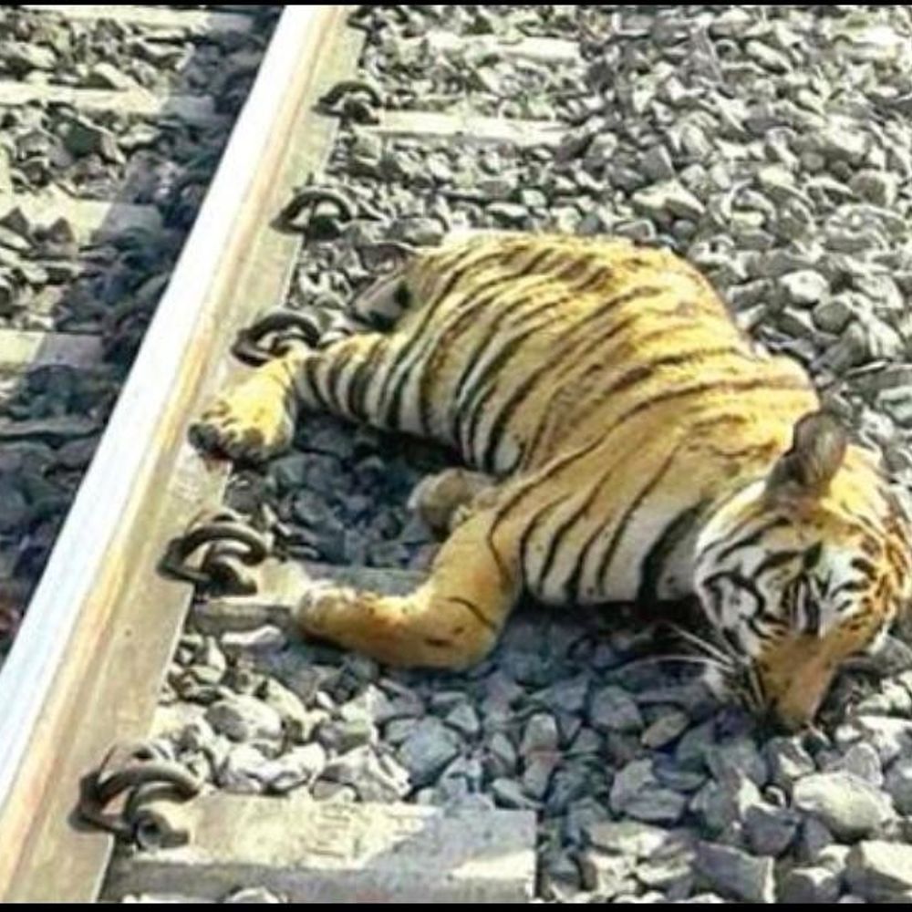 मैलानी बफर जोन में बाघिन की मौत:ट्रेन की चपेट में आने से हादसा, रेलवे ट्रैक के पास शव मिला