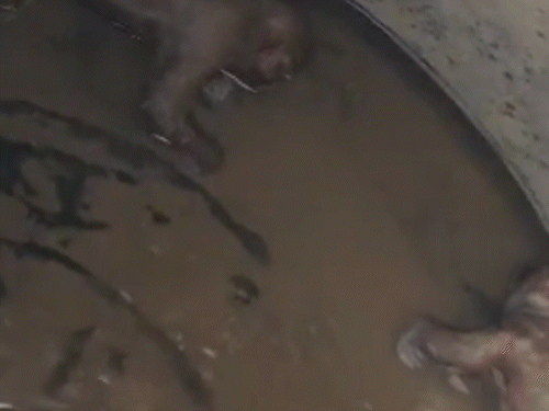 मेडिकल कॉलेज के वाटर टैंक में मिले 3 मृत बंदर:  3 बिल्डिंगों में थी सप्लाई, सड़ चुके थे शव; दूषित पानी पीते रहे डॉक्टर्स और उनकी फैमिली – Nuh News