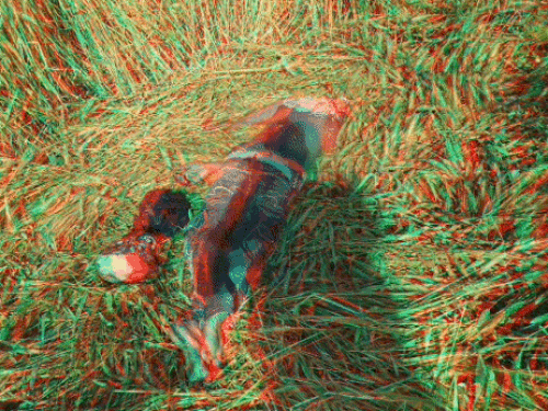 रोहतक में सिर कटी लाश मिलने का मामला:  पुलिस कार्रवाई से संतुष्ट नहीं परिजन, आरोपियों की गिरफ्तारी को लेकर SP से आज करेंगे मुलाकात – Rohtak News