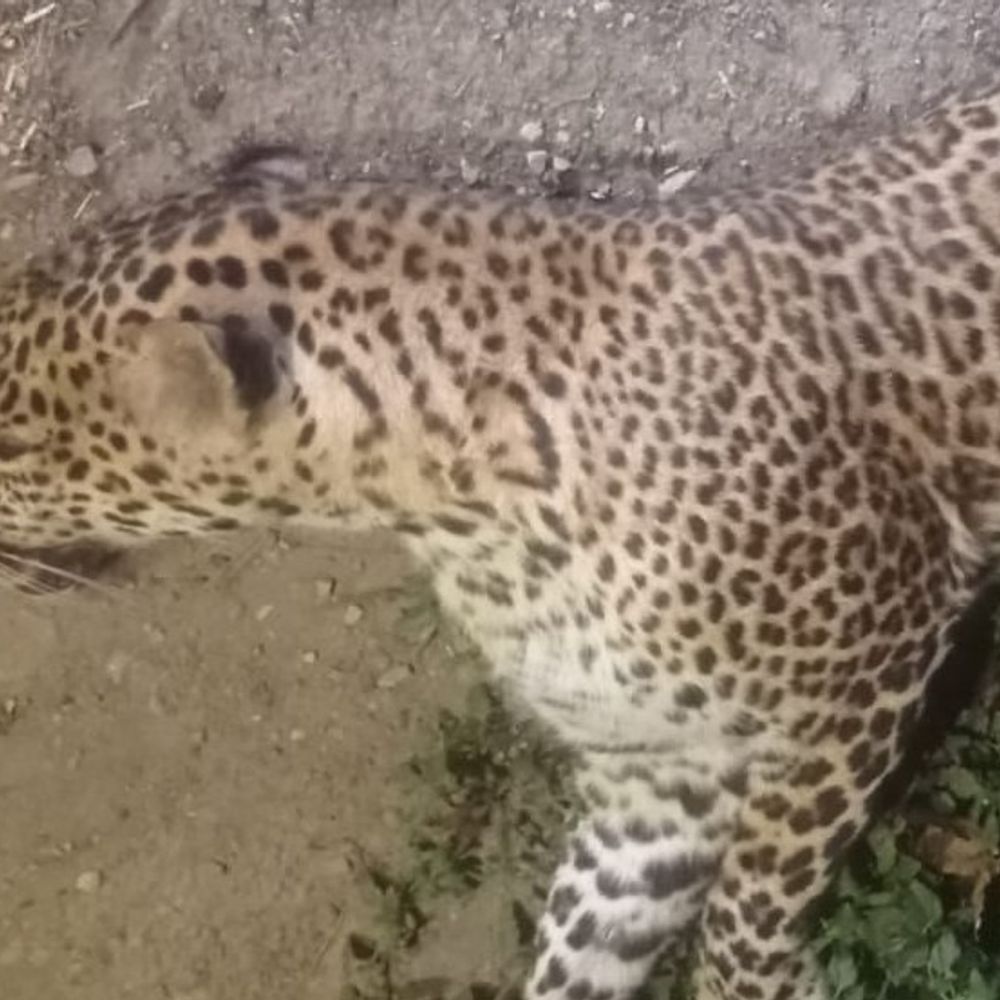 प्रयागराज में सड़क हादसे में तेंदुए की मौत:मिर्जापुर हाइवे पर ट्रक ने मारी टक्कर, पोस्टमार्टम के बाद होगा अंतिम संस्कार