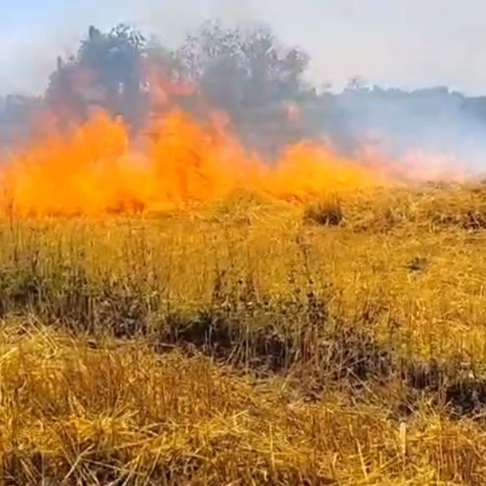 श्रावस्ती में गेहूं के खेतों में लगी आग:12 बीघा गेहूं की फसल जलकर राख, घर पहुंचने से पहले ही फसल जलीं
