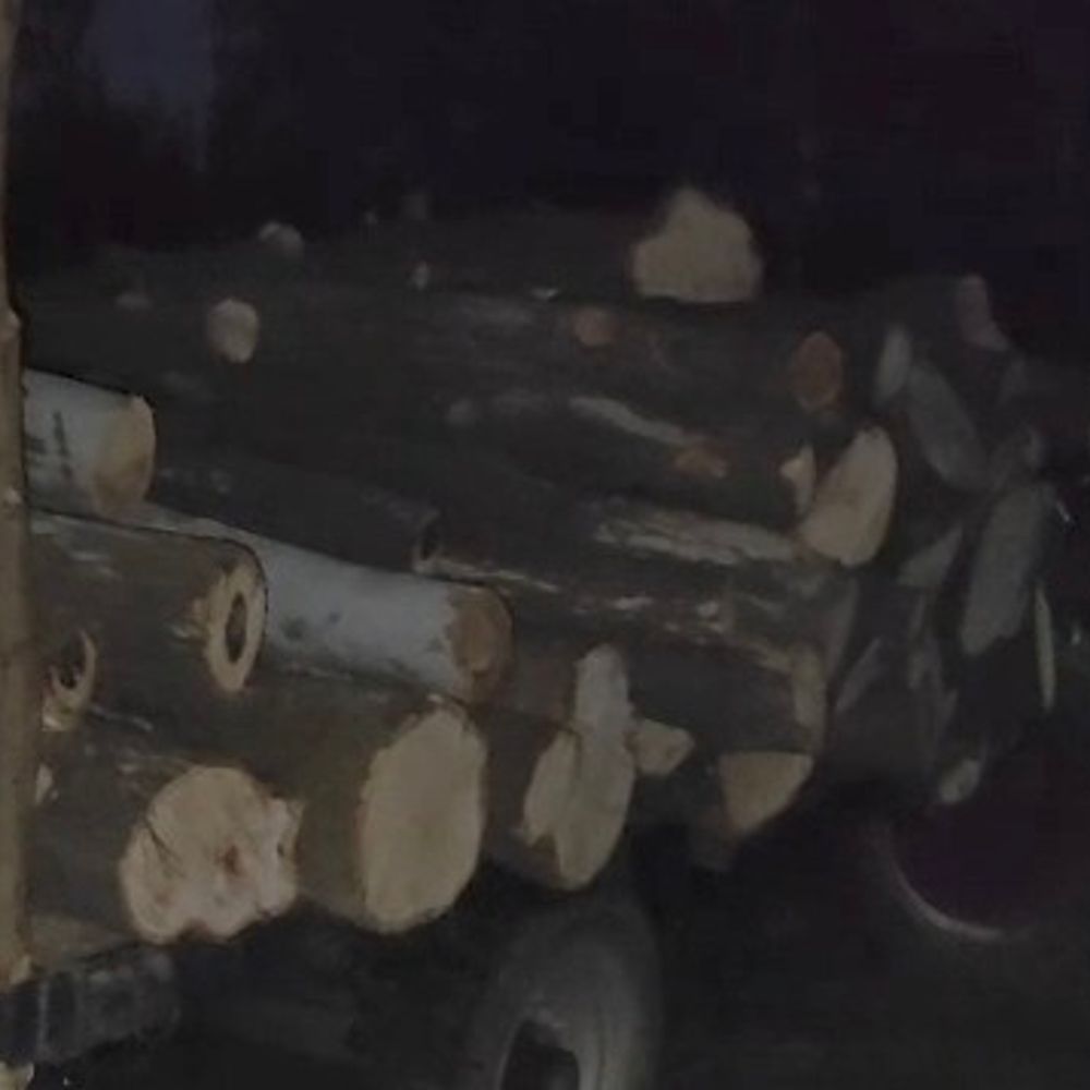 मुजफ्फरनगर में आम के पेड़ों का अवैध कटान:पुलिस ने छापेमारी कर आरोपियों को पकड़ा, वन विभाग पर सवाल