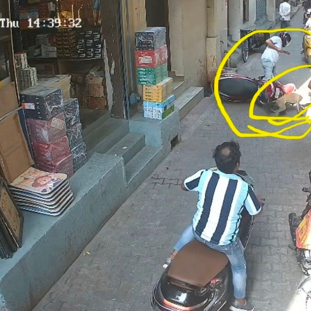 कुत्ते ने 25 लोगों को काटा:मुरादाबाद के तीन इलाकों में दहशत, नगर निगम प्रशासन से कार्रवाई की मांग