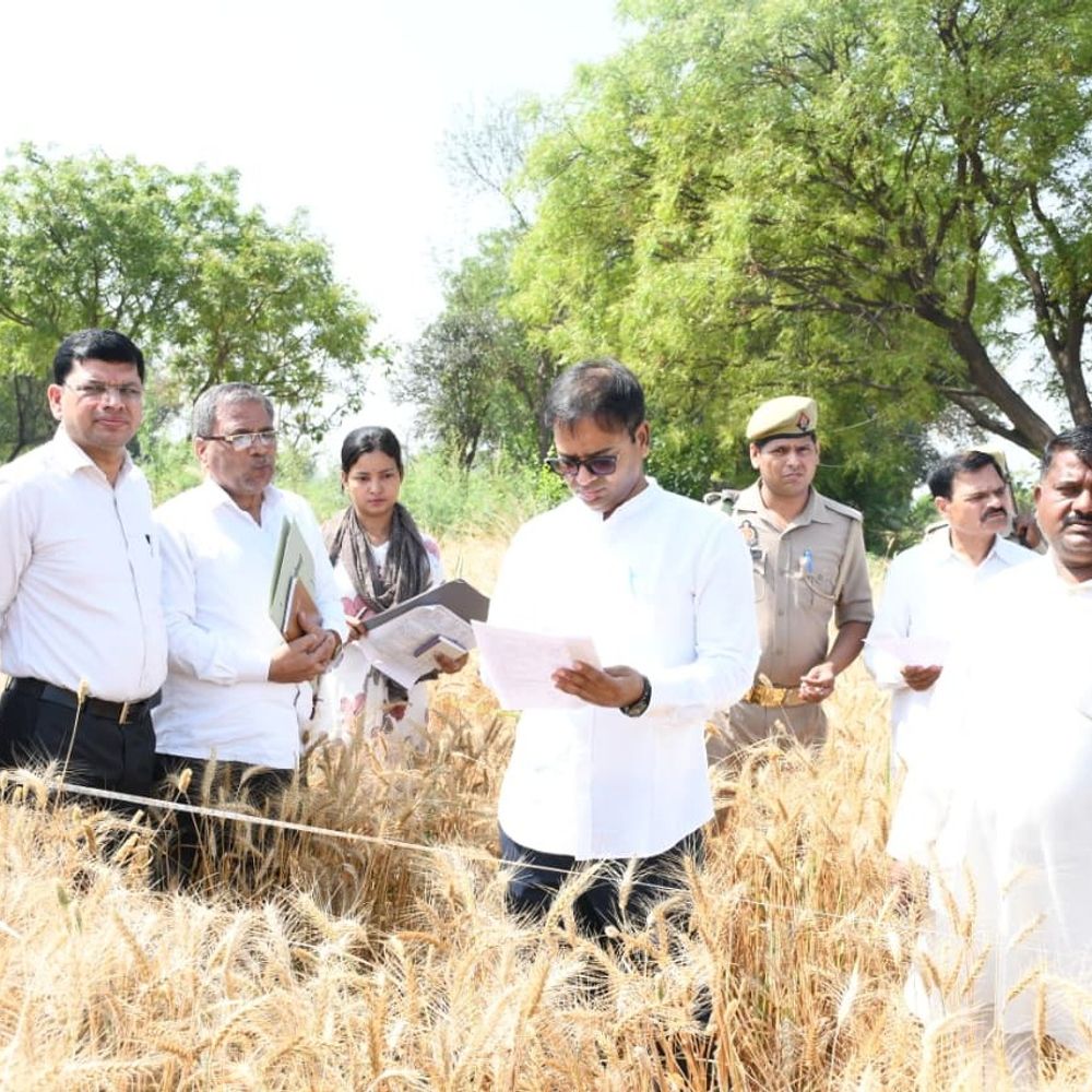 डीएम ने गेहूं क्रॉप कटिंग का निरीक्षण किया:पारदर्शिता पर दिया जोर, पिछले वर्षों के आंकड़ों के विश्लेषण का निर्देश