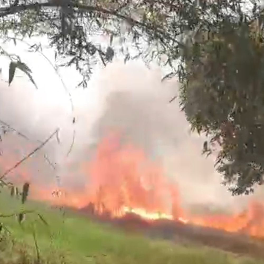 हाईटेंशन लाइन से निकली चिंगारी, 6 बीघा गेहूं जला:ग्रामीणों ने पेड़ों की डालियों और पानी से बुझाई आग, एसडीएम बोले- मुआवजा दिलाएंगे