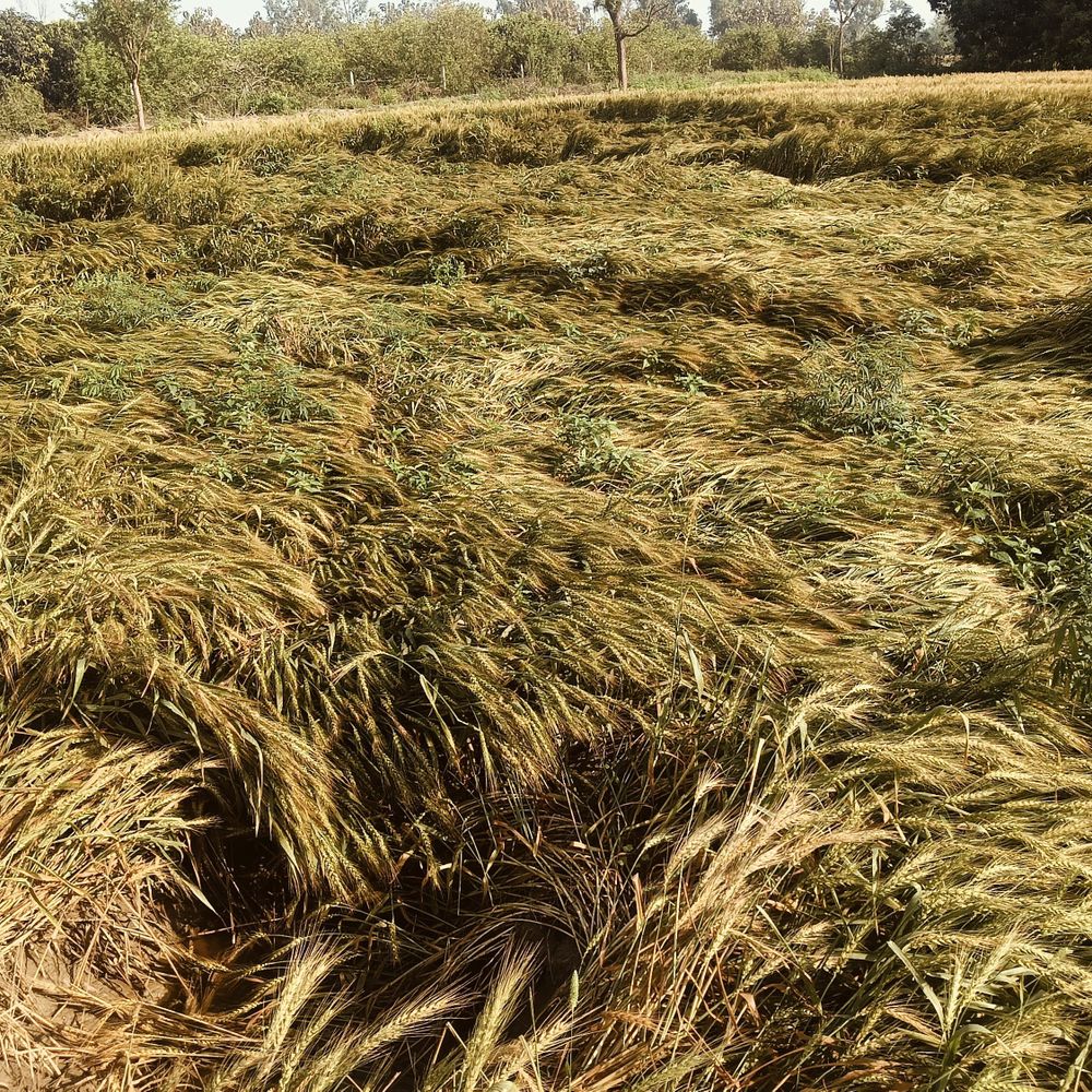 यूपी में 3 अप्रैल से बारिश-ओले गिरने का अलर्ट:कन्नौज में सबसे अधिक 29 मिमी. बारिश हुई, बांदा में तापमान पहुंचा 40 के पार