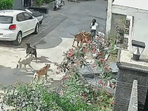 फाजिल्का में कुत्तों ने बच्ची को नोचा:  दोस्त के घर खेलने जा रही थी, गली में जमीन पर गिराया; टांगों पर काटा, शख्स ने छुड़वाया – Fazilka News