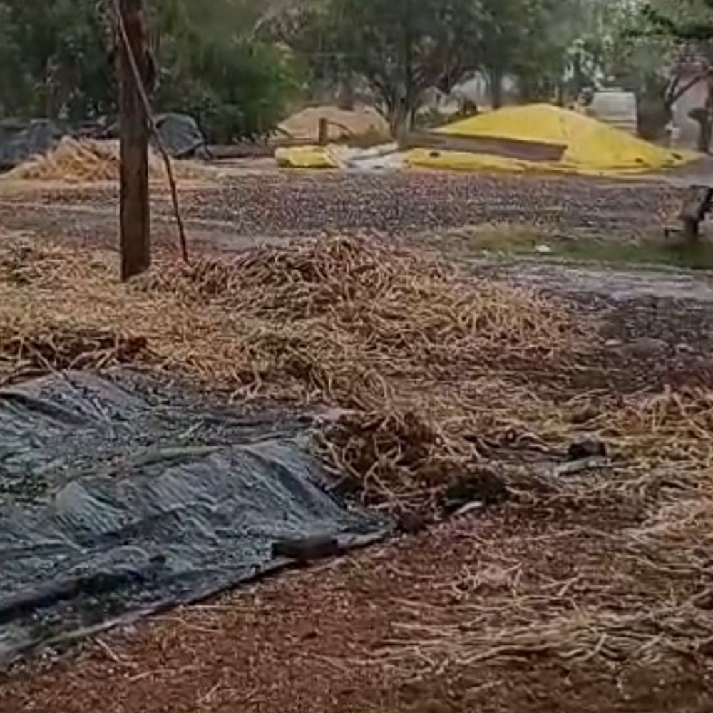 सीहोर में ओलावृष्टि से फसलें बर्बाद, किसानों को भारी नुकसान:बीते 24 घंटे में 20 MM बारिश, समर्थन मूल्य खरीदी में देरी से बढ़ा दर्द