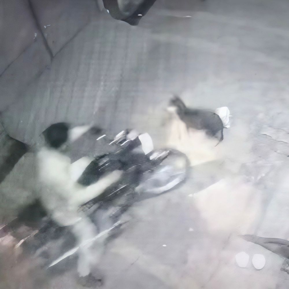 बाइक सवार ने सो रहे कुत्ते को कुचला, VIDEO:मुजफ्फरनगर में सिर पर चढ़ाया पहिया, 10 मिनट तक तड़पता रहा, घटना CCTV में कैद