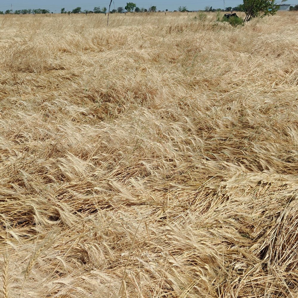 रायसेन में आंधी-बारिश से गेहूं की फसल आड़ी:किसान बोले- कटाई में अभी देरी, सरकारी खरीद केंद्र शुरू नहीं हुए, चमक कम होगी