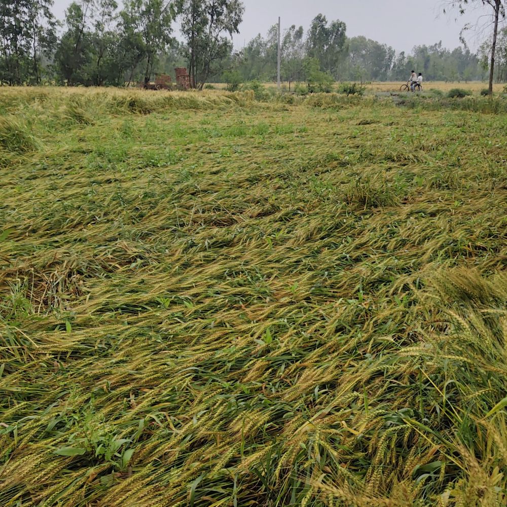 संभल में मौसम बदला, गेहूं की फसल को नुकसान:बारिश से जीरा बनी फसल, एक बीघा में कम पैदावार; तापमान 37 डिग्री पहुंचा