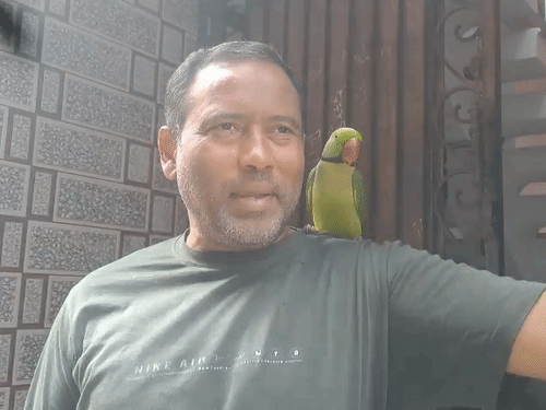 
                 मेरठ में 6 महीने बाद घर लौटा तोता 'किट्टू':अब ज्यादा 'मम्मी' बोलता, फल के बीज खाता; पहले से ज्यादा सो रहा 
            