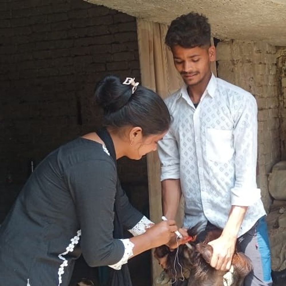 बाराबंकी में पिंक रेवोल्यूशन:बकरी पालन में महिलाओं की अगुवाई से बदल रही ग्रामीण अर्थव्यवस्था