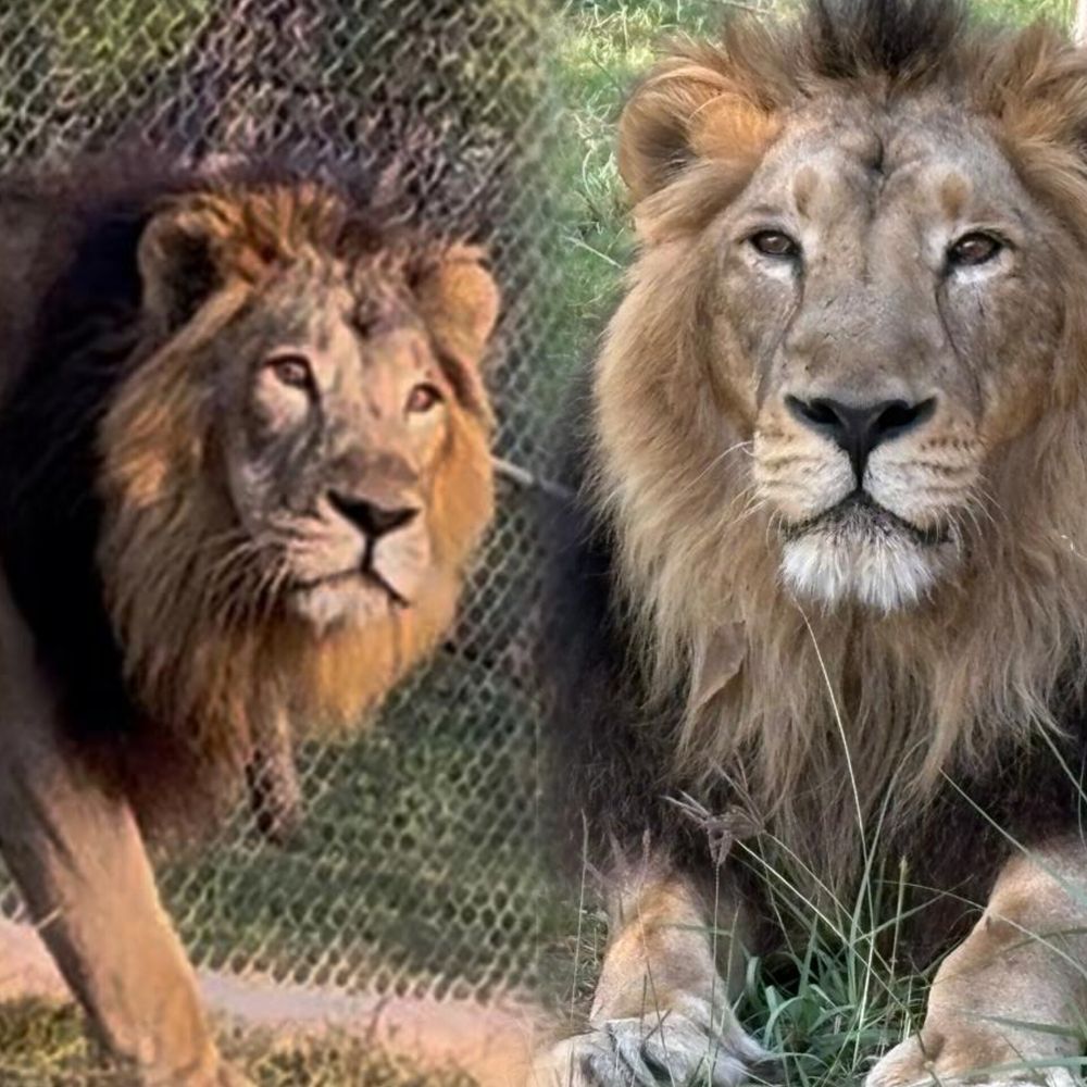 एशियाई बब्बर शेर सिंबा और सुल्तान को दुल्हन की तलाश:इटावा सफारी में डेढ़ साल से जारी प्रयास, रोहतक से शेरनी सुधा लाने की तैयारी