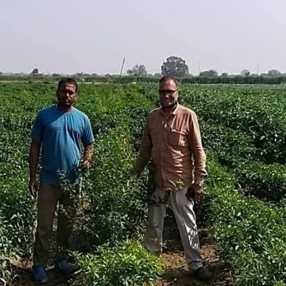 स्मार्ट खेती:  फसल चक्र और मौसम की समझ से 50% बढ़ाया उत्पादन, 12 एकड़ खुद की जमीन, 12 एकड़ लीज पर लेकर कर रहे खेती – Chhattisgarh News