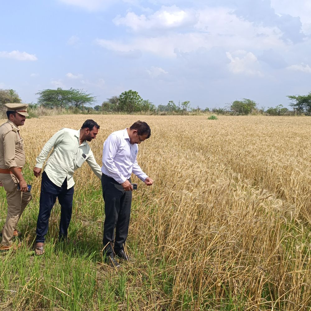 
                 जालौन में ओलावृष्टि-बारिश से फसलें तबाह:30 गांवों के किसान प्रभावित, डीएम-एसडीएम ने किया स्थलीय निरीक्षण 
            