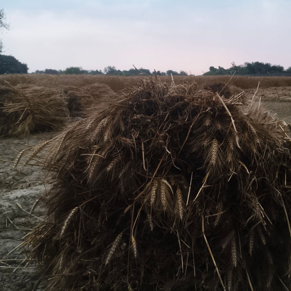 हरदोई में लगातार दूसरे दिन बारिश:देर शाम से रात तक हुई, गेहूं-सरसों की फसलें प्रभावित