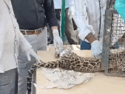 मां से बिछड़े लेपर्ड के शावक की तबीयत बिगड़ी:रणथंभौर के वाइल्ड लाइफ हॉस्पिटल में इलाज कर जंगल में छोड़ा