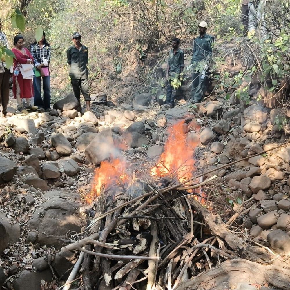 बाघ के शिकारी अपने बयान से पलटे:  बोले- यूरिया से नहीं, बिजली करंट से मारा, खेत में अफीम बचाने बिछाए थे तार – narmadapuram (hoshangabad) News