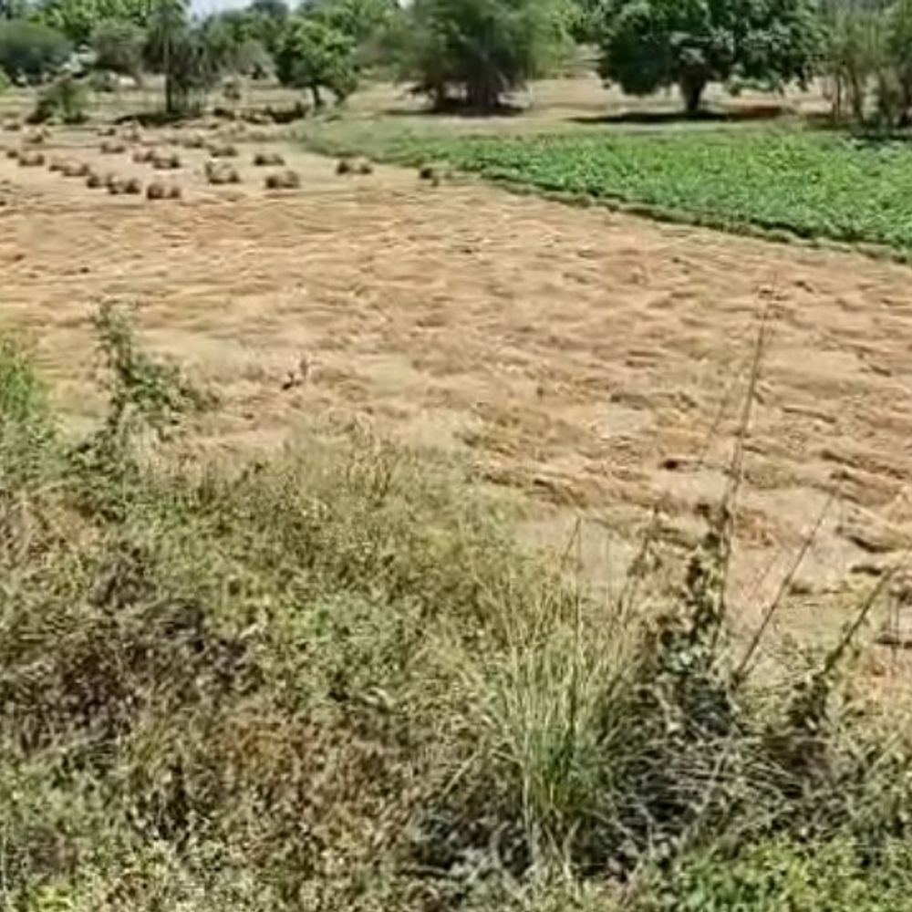 फतेहपुर में बारिश-आंधी से फसलों को भारी नुकसान:गेहूं, चना, आलू बर्बाद; किसान मुआवजे की कर रहे मांग