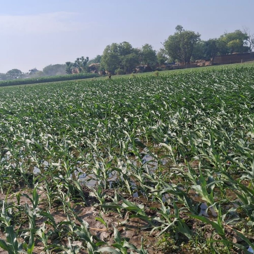 फर्रुखाबाद में तेज हवा संग बारिश, खुदागंज में ओले गिरे:पोल गिरने से 120 गांवों की बिजली बाधित, पेड़ गिरने से फर्रुखाबाद दिल्ली मार्ग रहा प्रभावित