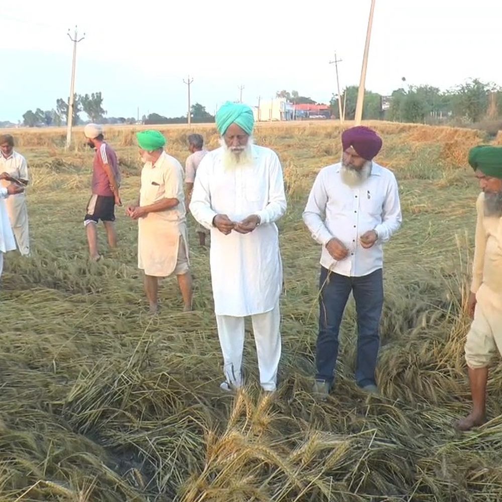फरीदकोट में बारिश से गेहूं की फसल तबाह:  कई गांवों में 50 प्रतिशत नुकसान, किसानों की चिंता बढ़ी, सरकार से मुआवजे की मांग – Faridkot News