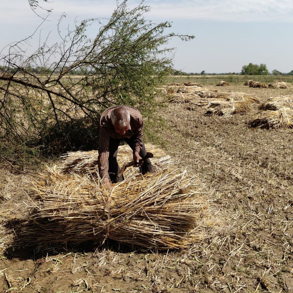 जालौन में ओलावृष्टि-बारिश से फसलें तबाह:50 से अधिक गांव प्रभावित, प्रशासन ने सर्वे के दिए निर्देश
