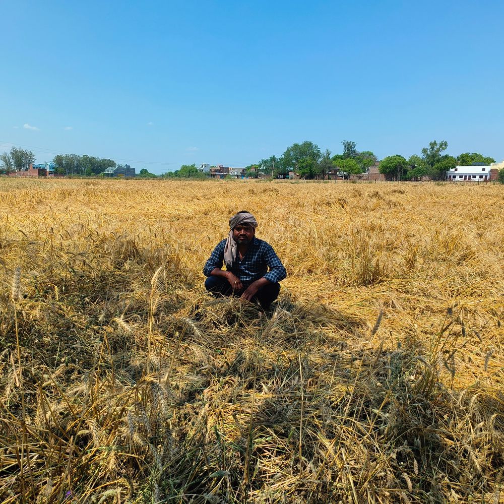 बारिश और ओले से सैकड़ों बीघा गेहूं की फसल तबाह:किसान बोले- कर्ज लेकर बेटी की शादी की थी, अब कैसे चुकाएंगे