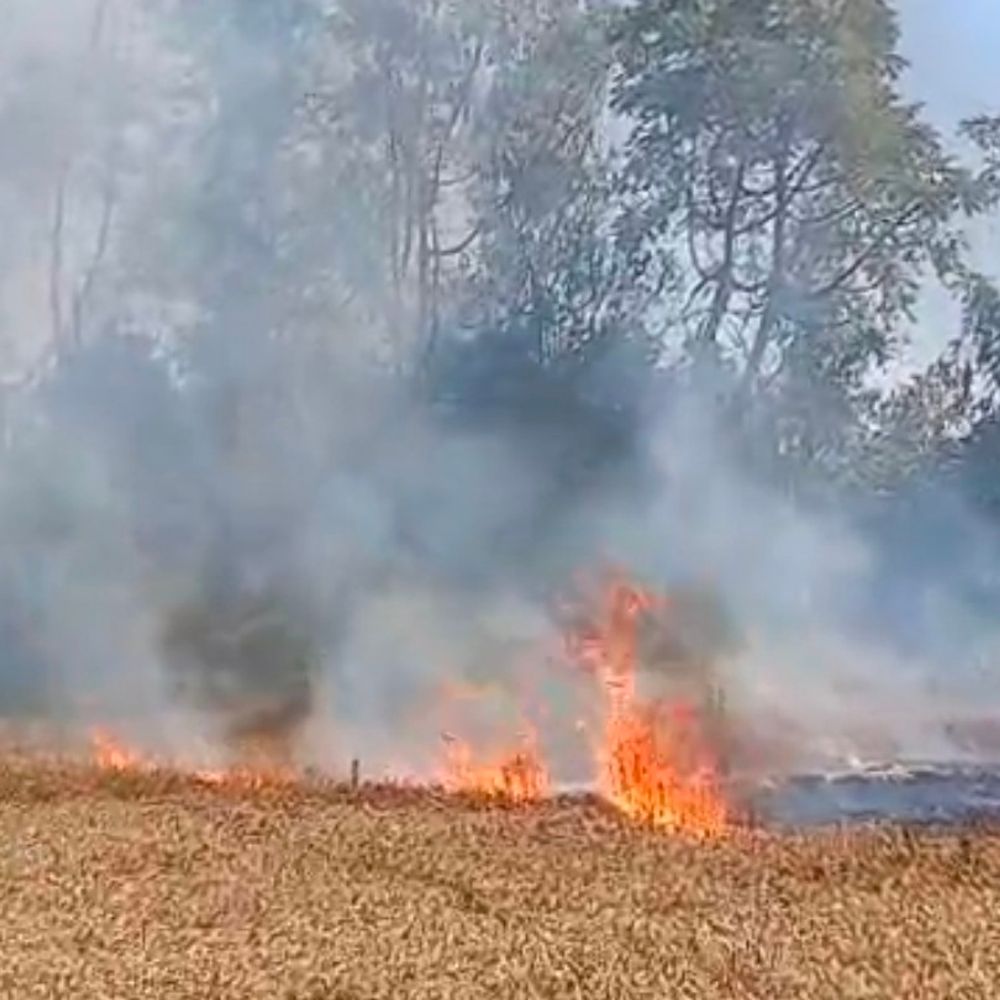 हाईवोल्टेज लाइन से गेहूं की फसल जली:कई बीघा फसल जलकर खाक, जिले में एक ही दिन में दूसरी घटना