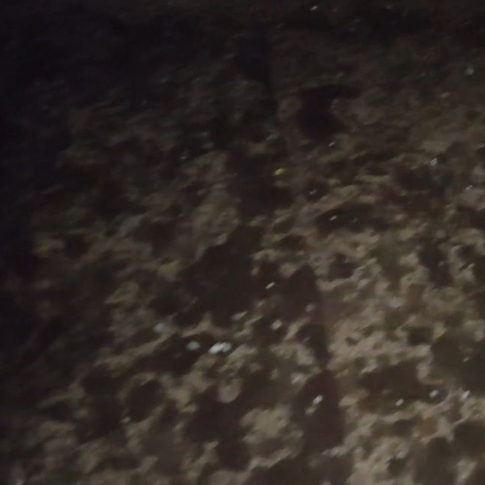 विदिशा के हैदरगढ़ में ओलावृष्टि-आंधी:  खड़ी फसलें बिछीं, खलिहानों में रखी उपज को भी नुकसान – Vidisha News