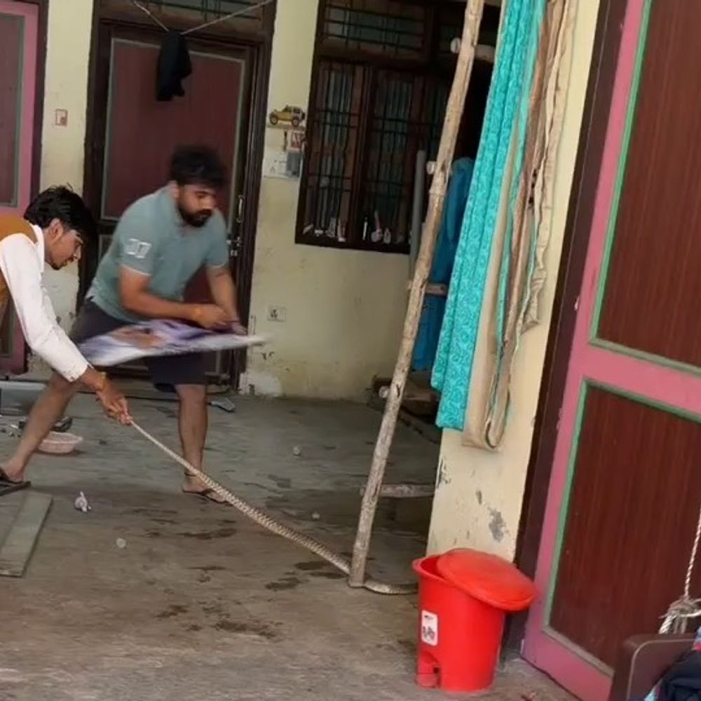 बागपत के टटीरी में घर में घुसा सांप:दो भाइयों ने सूझबूझ से सुरक्षित पकड़ा, खेतों में छोड़ा