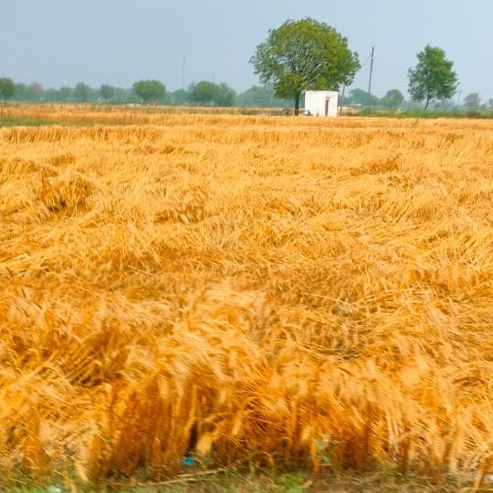 चण्डौस में बेमौसम बारिश से गेहूं की फसल बर्बाद:एसडीएम बोले- फसल के नुकसान का सर्वे कराया जाएगा