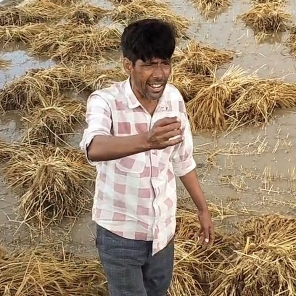 बलदेव में ओलावृष्टि से फसलें बर्बाद:किसानों की मेहनत पर फिरा पानी, सरकार से मुआवजे की मांग