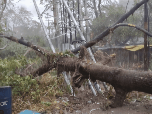 
                 कानपुर में आंधी-बारिश से बिजली पर आफत:100 से ज्यादा पेड़ और पोल गिरे, हाईटेंशन तार टूटे; 12 घंटे तक सप्लाई बंद 
            