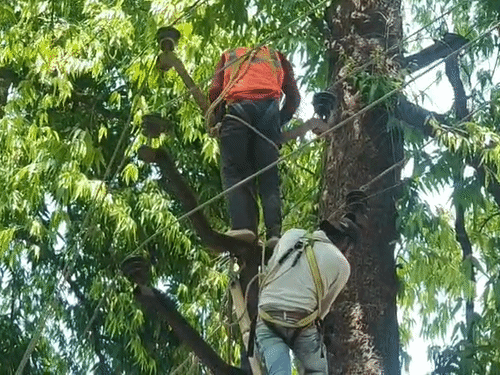 
                 कानपुर में आंधी-बारिश से बिजली संकट:700 कर्मचारी फॉल्ट सही करने में जुटे, शाम तक सप्लाई सामान्य करने का लक्ष्य 
            