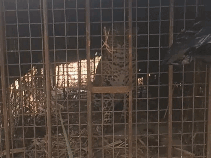 
                 बिजनौर में 20 दिन के बाद गुलदार का खौफ खत्म:बच्ची की जान लेने वाला आदमखोर पिंजरे में कैद, गांव में राहत की सांस 
            