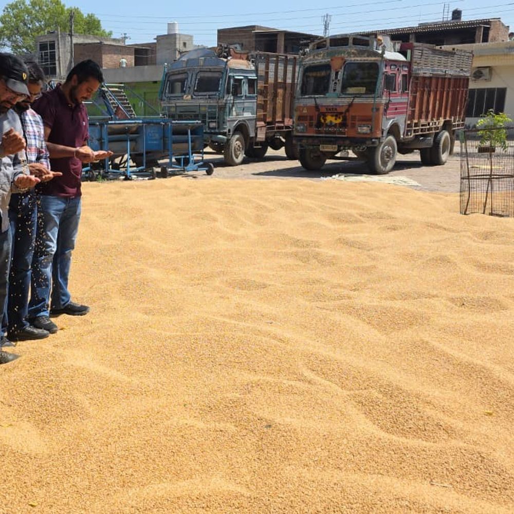 फरीदकोट मंडी में गेहूं की आमद शुरू:  गीली फसल के कारण पहली ढेरी की बोली नहीं लगी, बारिश से कटाई में देरी – Faridkot News