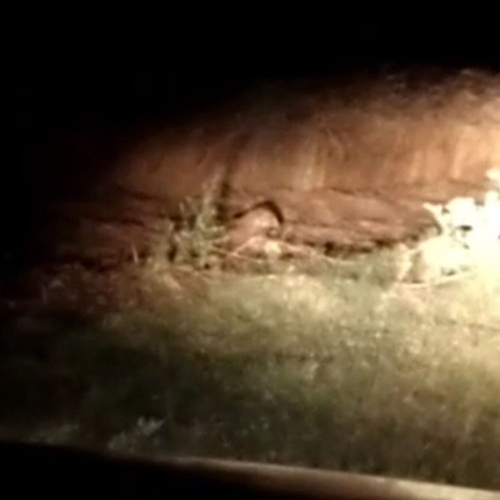 खेत में बैठा दिखा तेंदुआ:बलरामपुर में कार की हेडलाइट की रोशनी पड़ते ही आया नजर, ग्रामीणों में दहशत