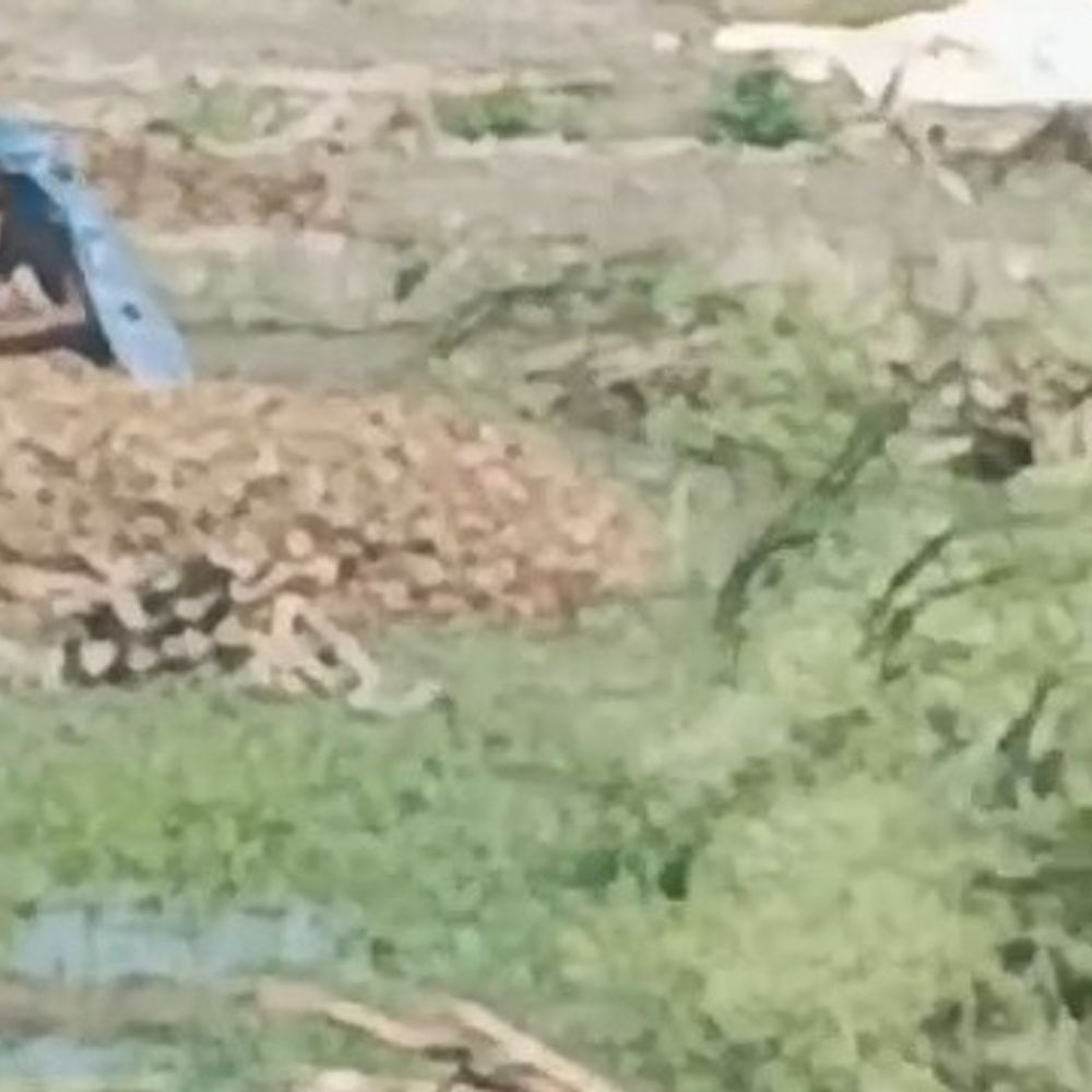 फर्रुखाबाद में बेमौसम बारिश से फसलों को नुकसान:मक्का, गेहूं और तंबाकू की फसलें बुरी तरह प्रभावित, किसान चिंतित