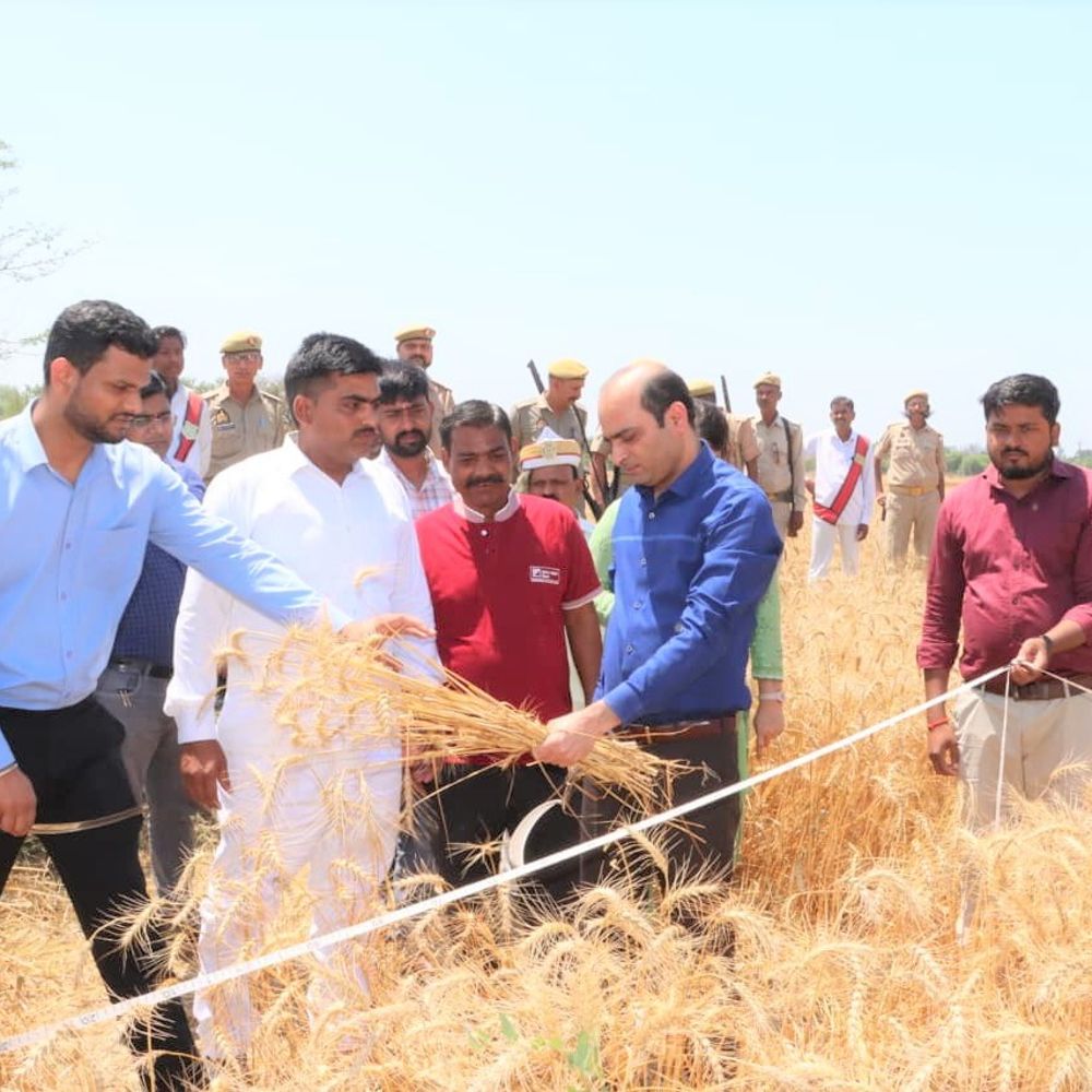 
                 प्रतापगढ़ डीएम ने खेत में गेहूं की फसल काटी:भदौसी गांव में क्रॉप कटिंग कर उत्पादकता परखी, किसानों को सलाह दी 
            