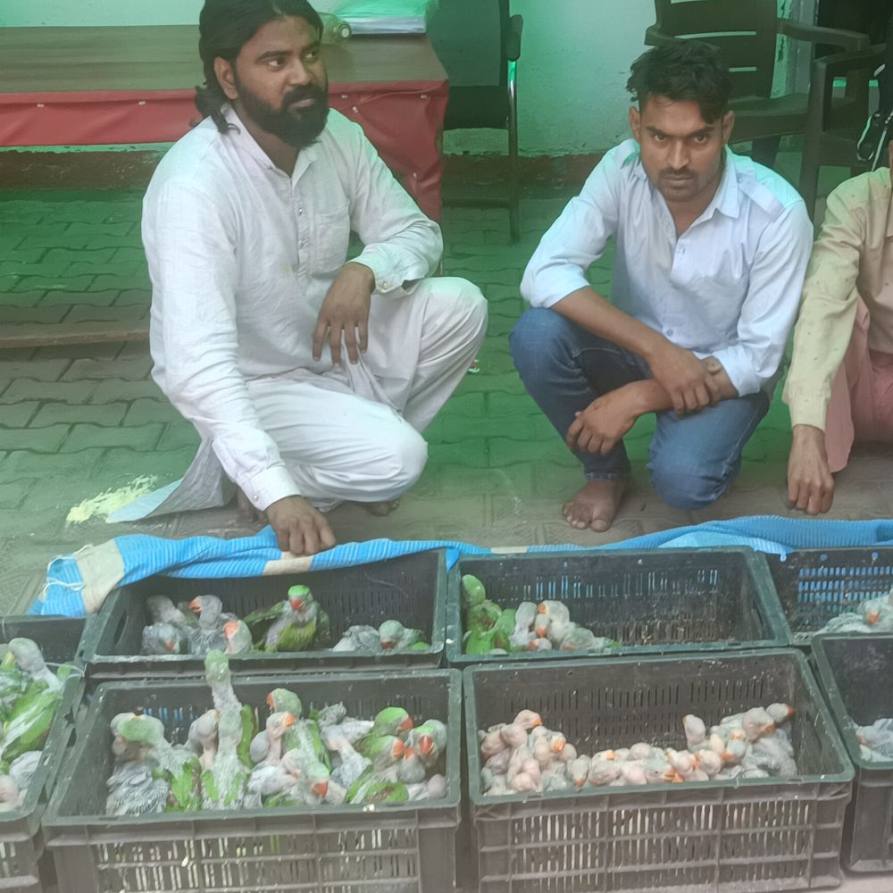 बागपत में 170 दुर्लभ तोते बरामद, तीन तस्कर गिरफ्तार:राजस्थान से गाजियाबाद ले जाए जा रहे थे तोते, दो फरार
